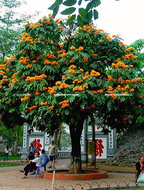 cây vàng anh nở hoa